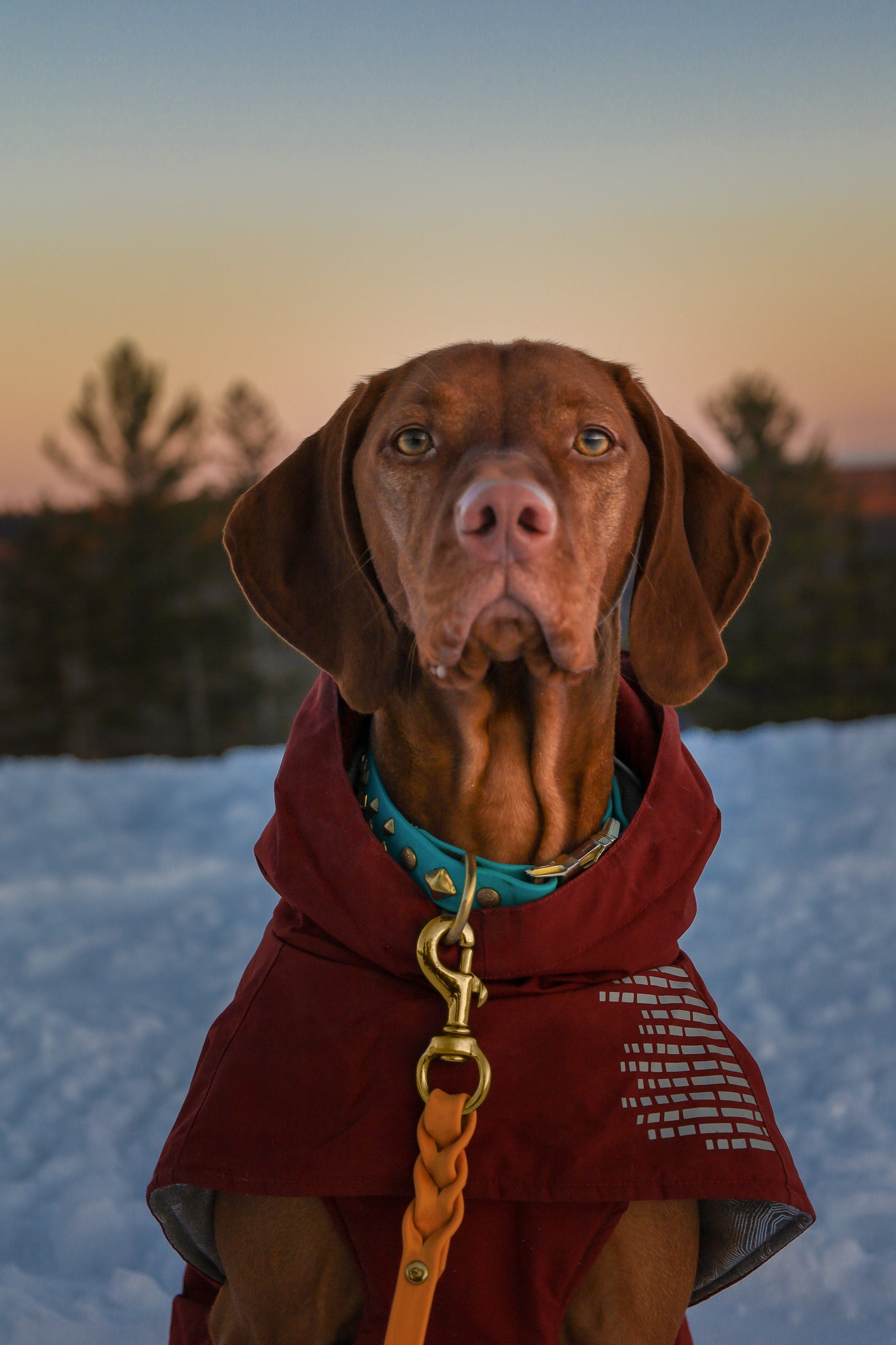 Longe Tubulaire Pour Chien 5m - Résistante à L'eau Et Antidérapante - Pour éducation, Rappel, Balade - Toutes Tailles - 3